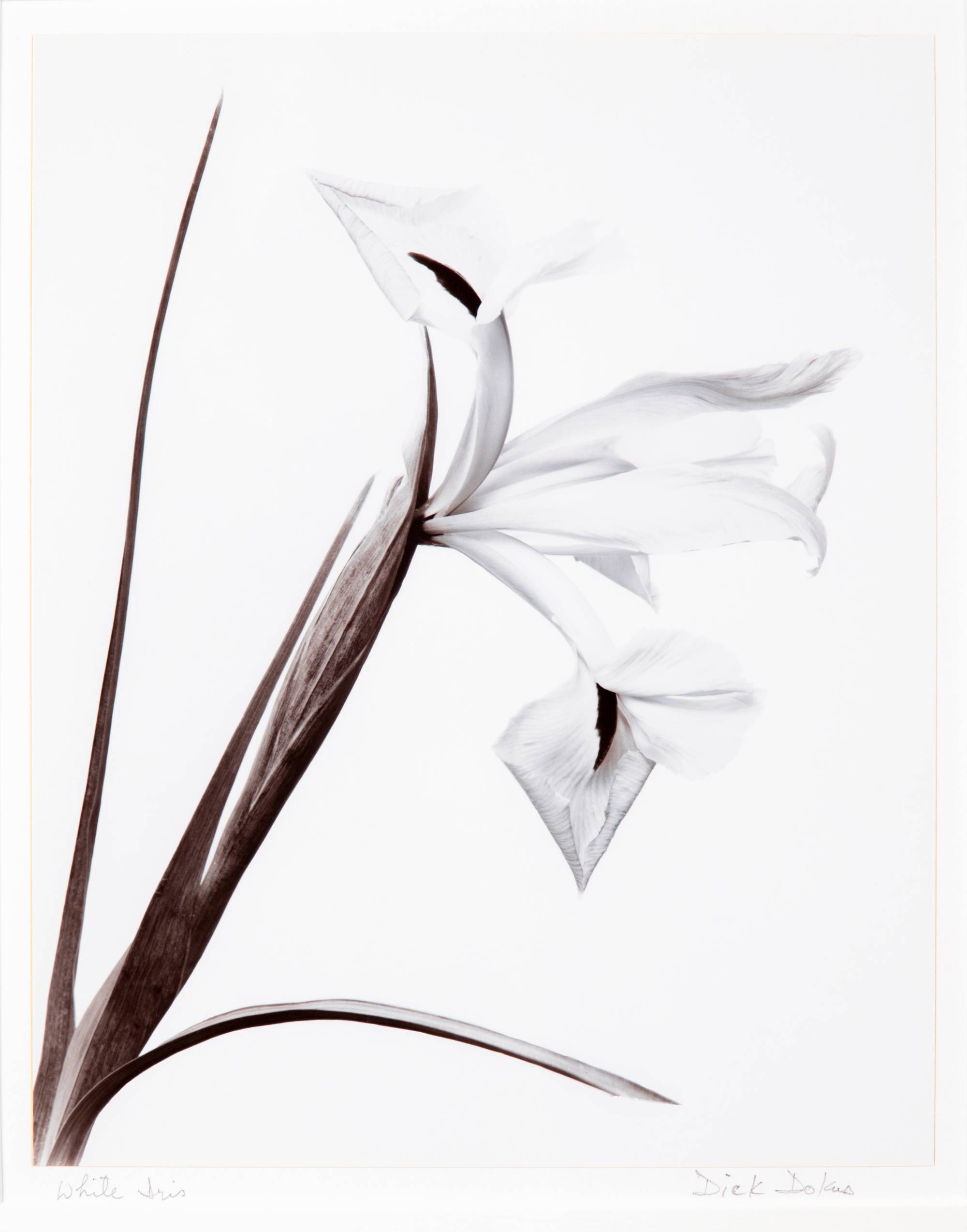 irises on white background